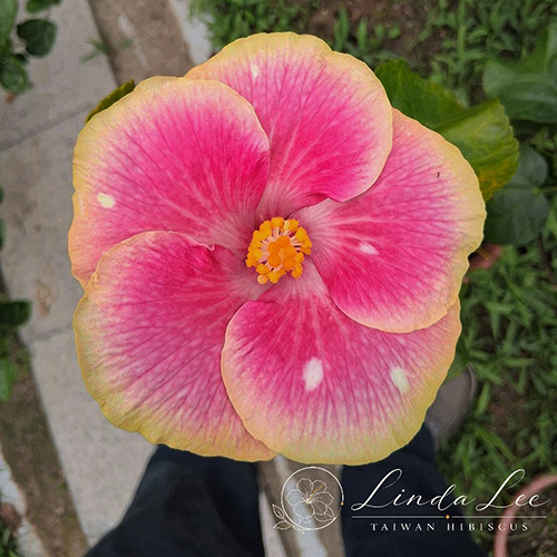 Taiwan Pink Candy